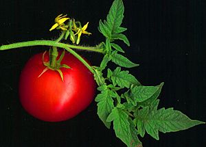 Tomato scanned