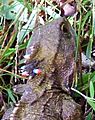 Tuatara karori head