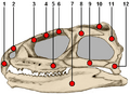 Tuatara skull side