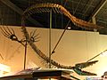 Tylosaurus (side angle)