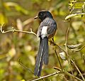 White-rumped Shama AMSM1564