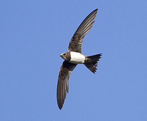 Βουνοσταχτάρα Alpine Swift Tachymarptis melba.jpg