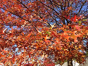 2014-10-30 10 02 06 Pin Oak foliage during autumn along Dunmore Avenue in Ewing, New Jersey