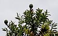 Agathis australis foliage and cones