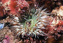 Aggregating Anemone 01