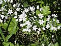 Allium neapolitanum in early Spring