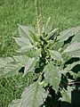 Amaranthus palmeri