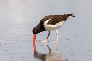 American Oystercatcher foraging, Atlantic City, New Jersey