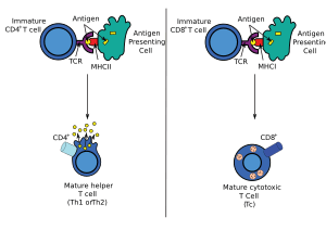 Antigen presentation