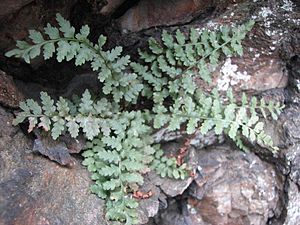 Asplenium bradleyi tuft.JPG