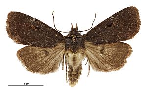 Austramathes purpurea male.jpg