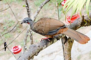 Band-tailed Guan 127 DSC1337-kl