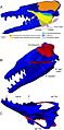 Basilosaurus isis muscles