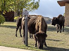 Bison and sign Theodore Roosevelt NP ND1