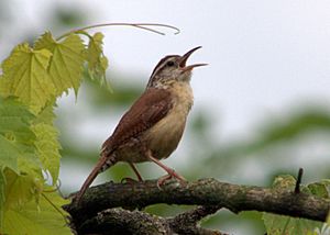 Carolina Wren (7318066894)