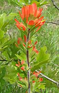 Castilleja coccinea.jpg