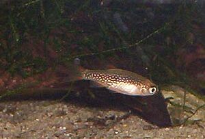 Celestichthys margaritatus