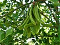 Ceratonia siliqua green pods