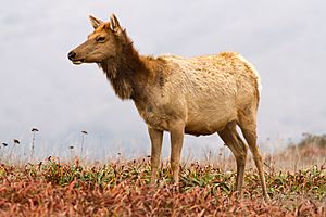 Cervus canadensis nannodes at Tomales Point.jpg