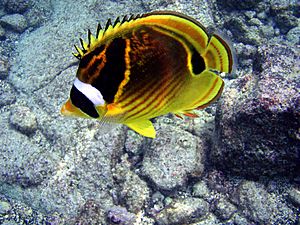 Chaetodon lunula in Kona 2008