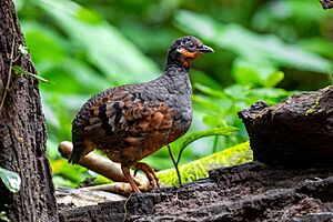 Chestnut-bellied Partridge 0A2A8782.jpg