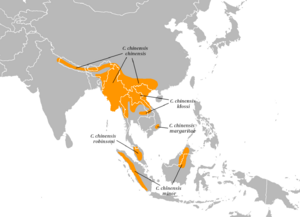 Cissa chinensis distribution map.png