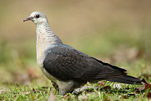 Columba leucomela female 2- Brunkerville.jpg