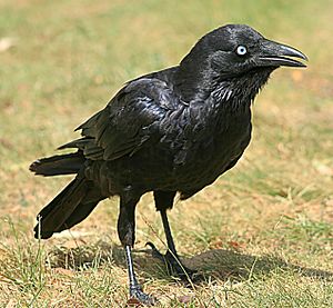 Corvus mellori