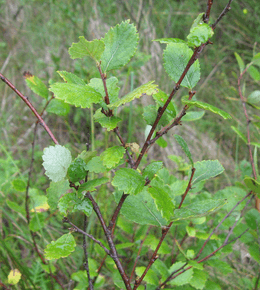 Cropped clear betula pumila