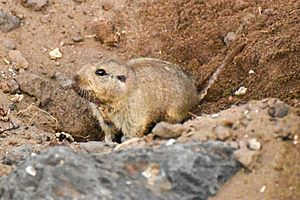 Ctenomys colburni 204747802.jpg