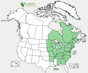 Dryopteris goldiana NA dist-map.png