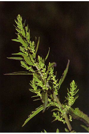 Dysphania ambrosioides NRCS-1.jpg