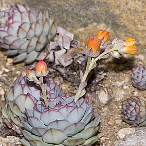 Echeveria.derenbergii.7072