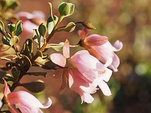 Eremophila reticulata (leaves and flowers).jpg