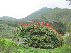 Flower in Monatan De Oro