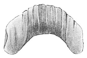 Geomalacus maculosus jaw