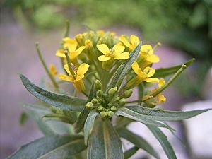 Gewone steenraket bloemen.jpg