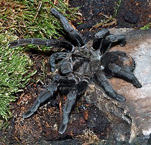 Grammostola pulchra (aka).jpg