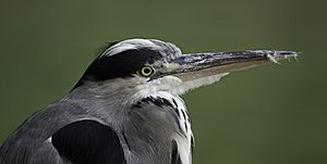 GreyHeron3 MJF