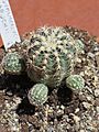 Gymnocalycium bruchii 1