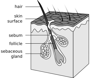 Hair follicle-en