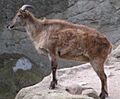 Himalaja-Tahr