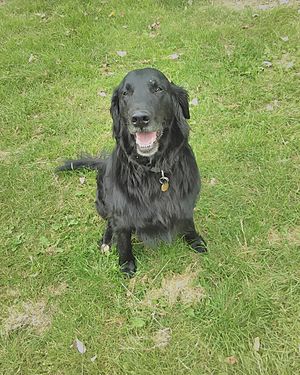 Hugo The Flat Coated Retriever