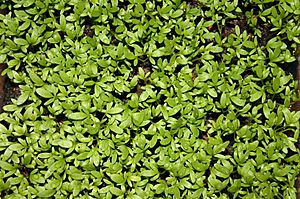 Img 0717 garden cress.jpg