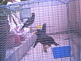 Javan and Indian Myna