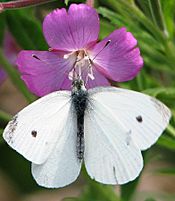 Kleiner Kohlweissling Pieris rapae 2