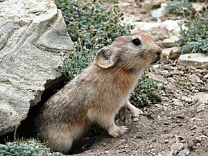 Ladakh Pika 2007.jpg