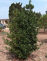 Laurus nobilis g1