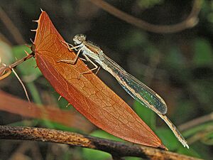 Lestidae - Sympecma fusca (female).JPG