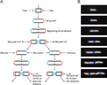 Life cycle of Escherichia coli